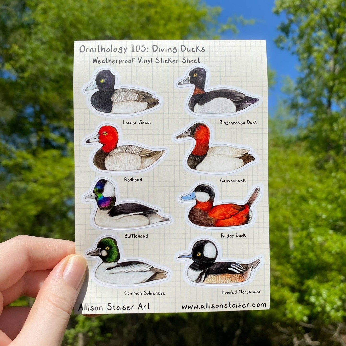 Ornithology 105: Diving Ducks Weatherproof Vinyl Sticker Sheet