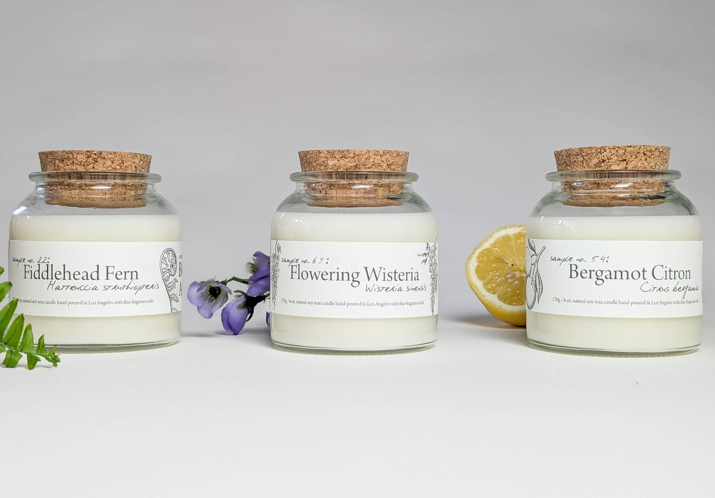 Botany ~ Flowering Wisteria