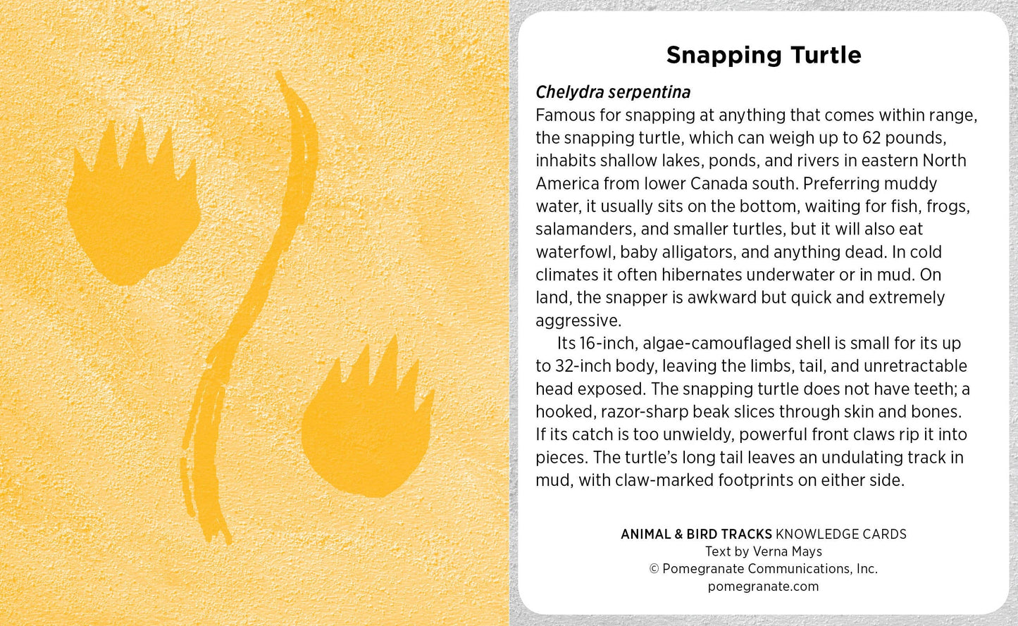 Animal & Bird Tracks: A Handy Reference for the Outdoor Detective Knowledge Cards