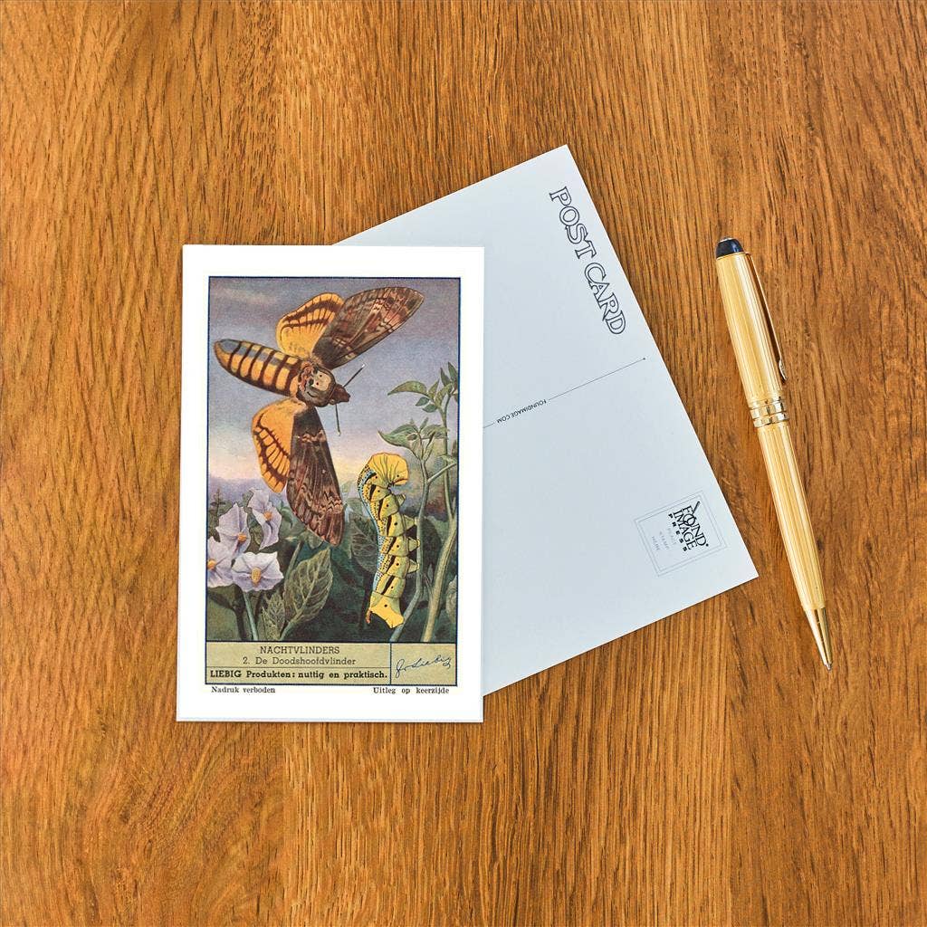 Postcard IS-71 Moth and Caterpillar