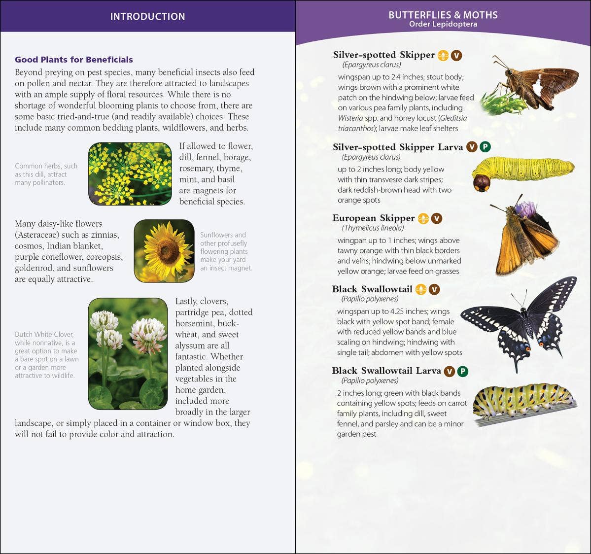 Garden Bugs & Insects of the Northeast