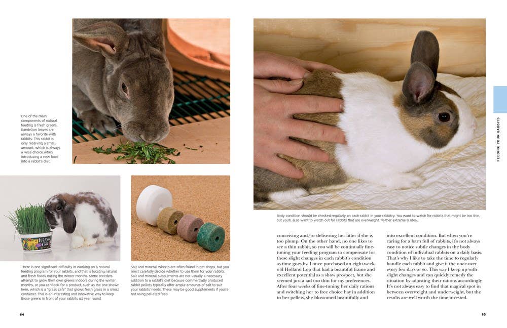 How To Raise Rabbits: Everything You Need to Know, Updated