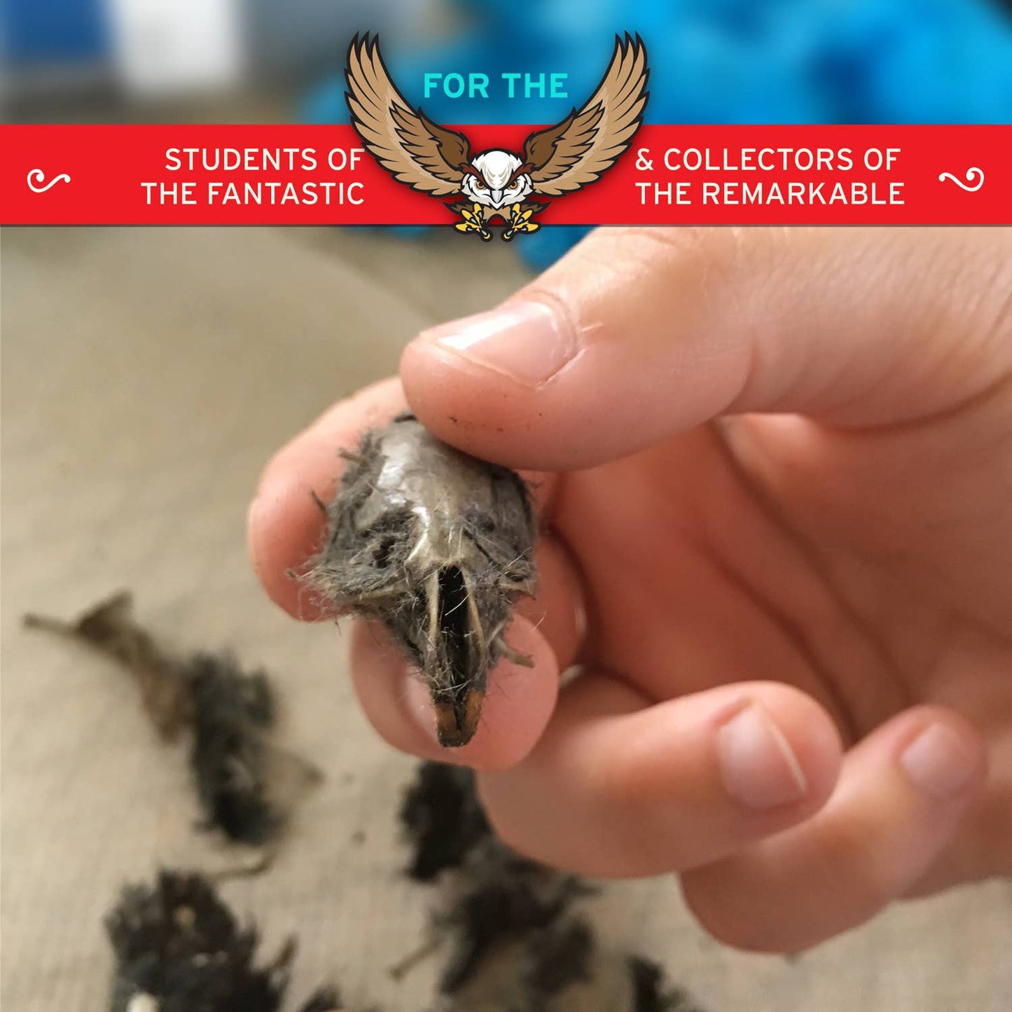 Cabinet of Owl Pellets | Dissection Kit Science Demo