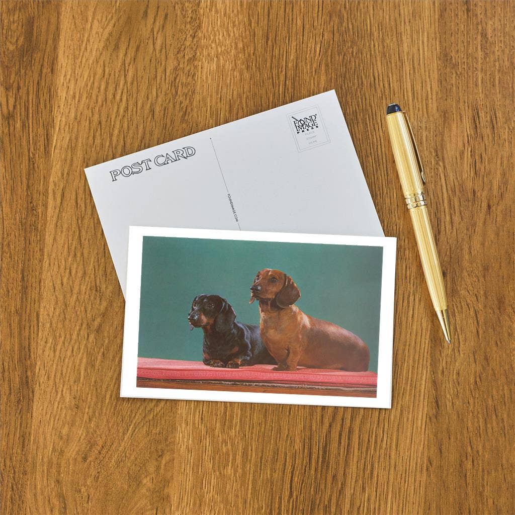 Postcard DG-205 Dachshunds