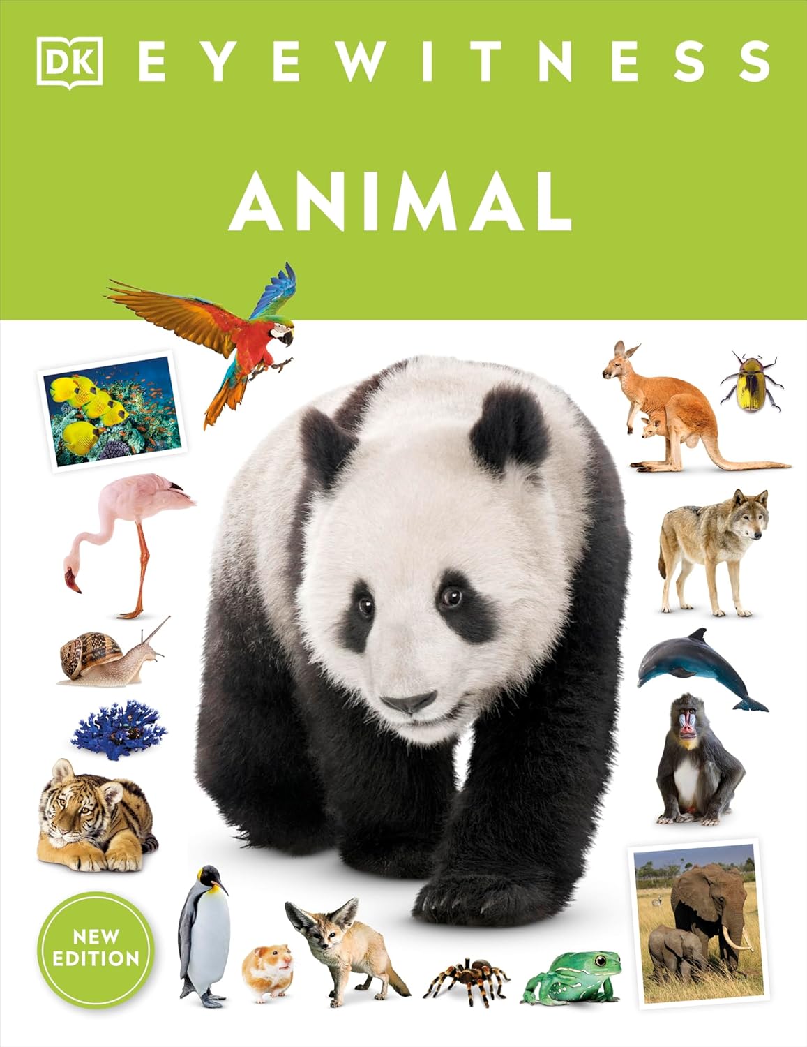 Eyewitness Animal by DK (Paperback)