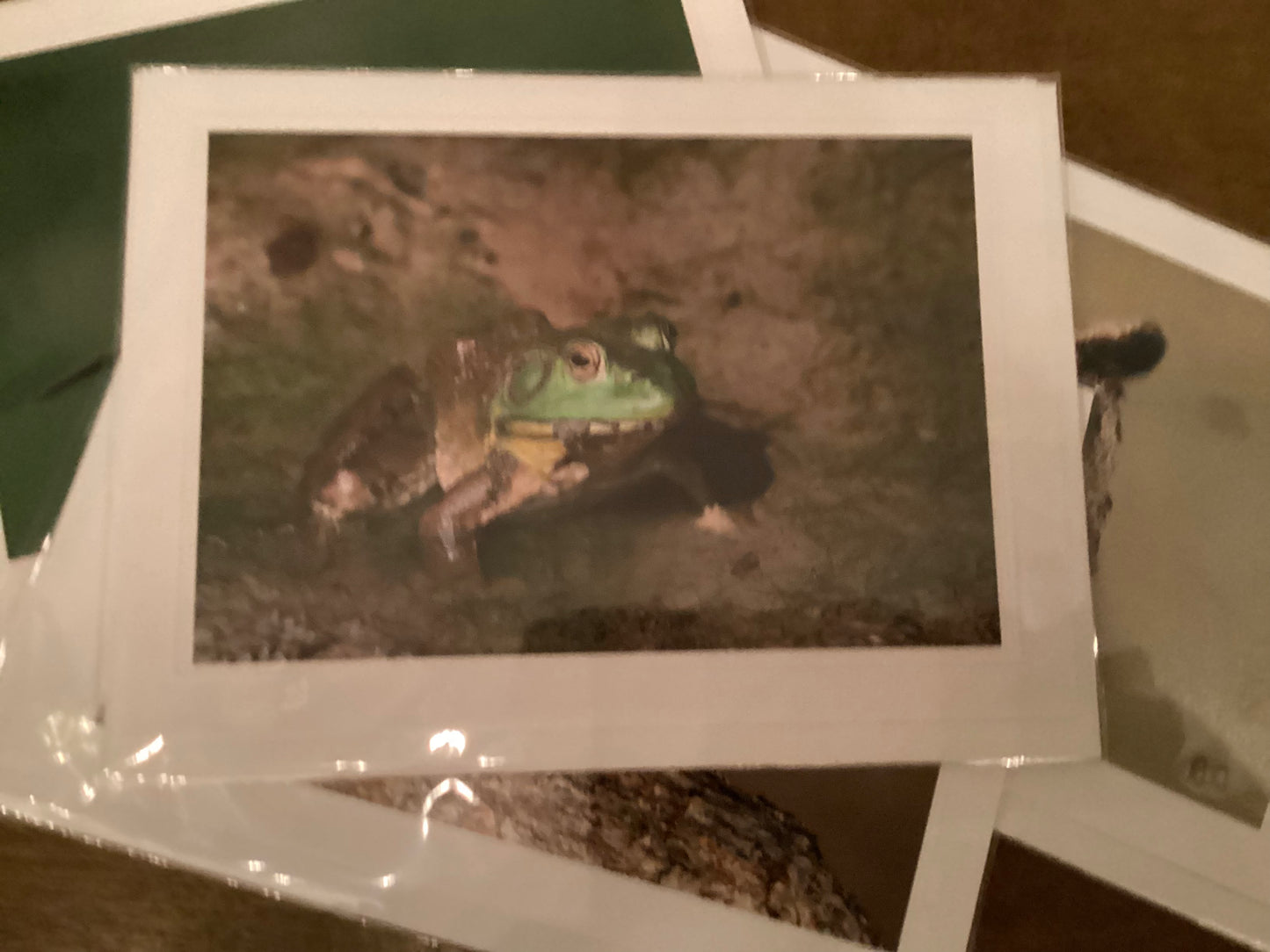 Bullfrog Greeting Card