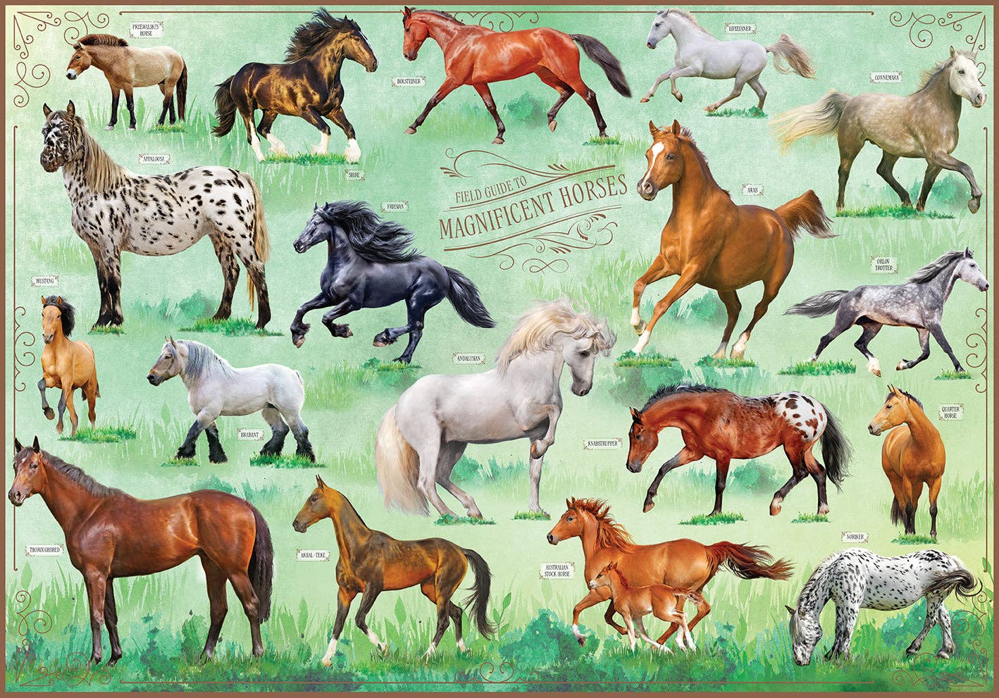 Field Guide to Magnificent Horses Jigsaw Puzzle