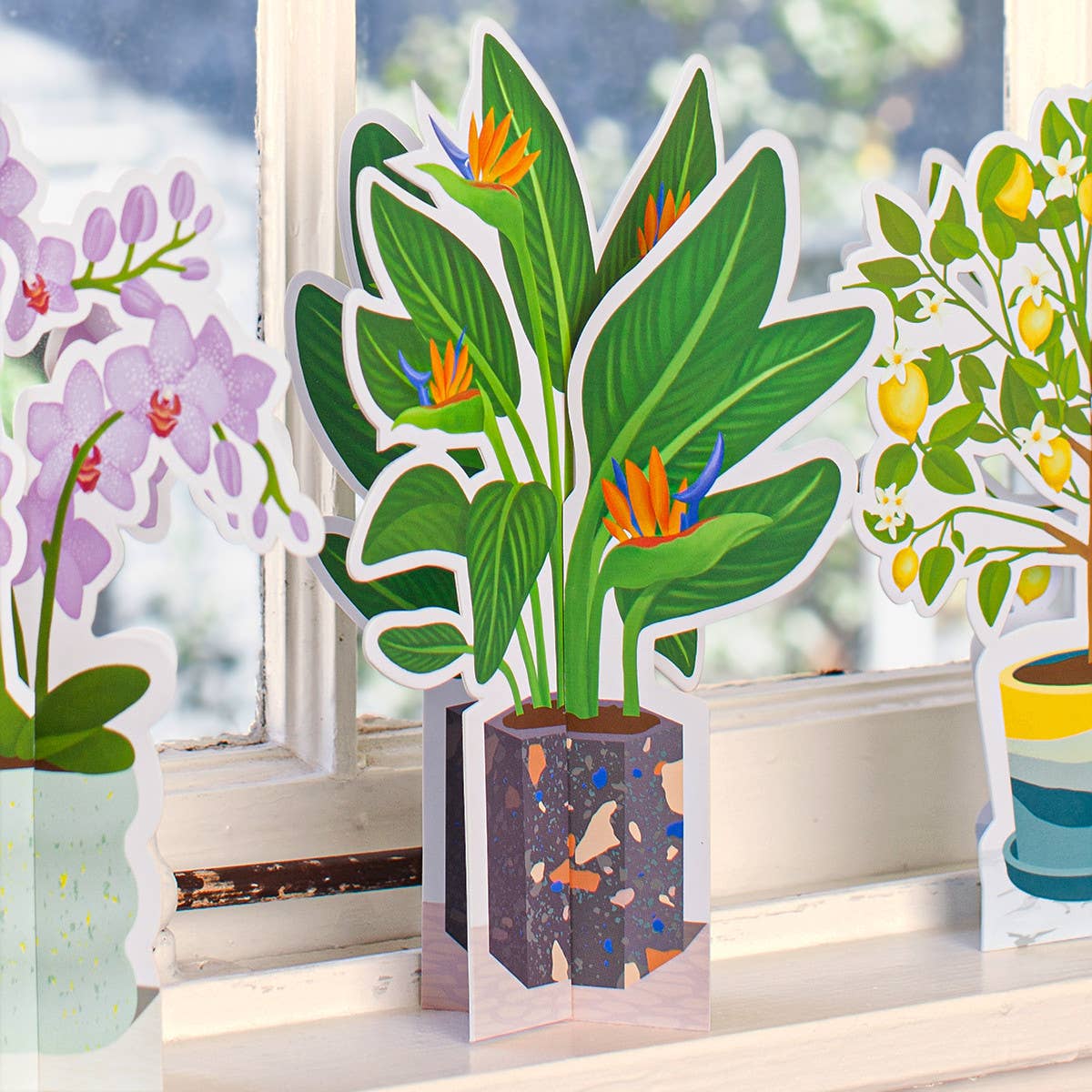 Bird of Paradise Paper Plant