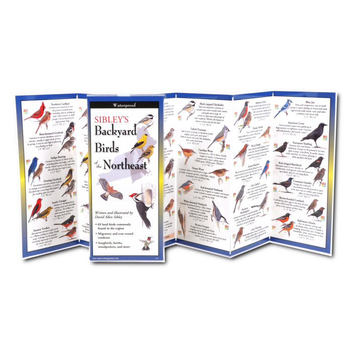 Sibley's Backyard Birds of the Northeast