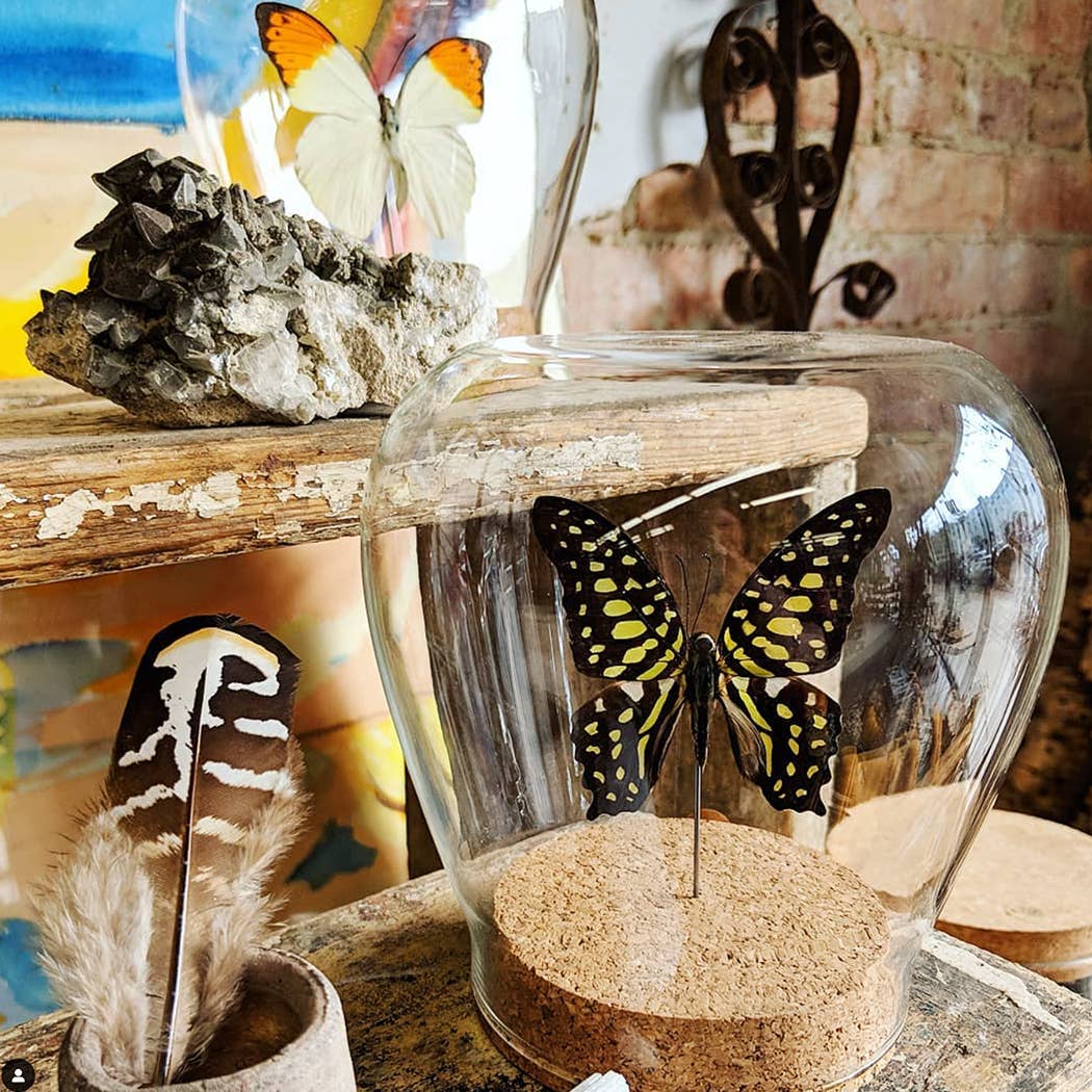 Shiny Blue Morpho Butterfly Globe