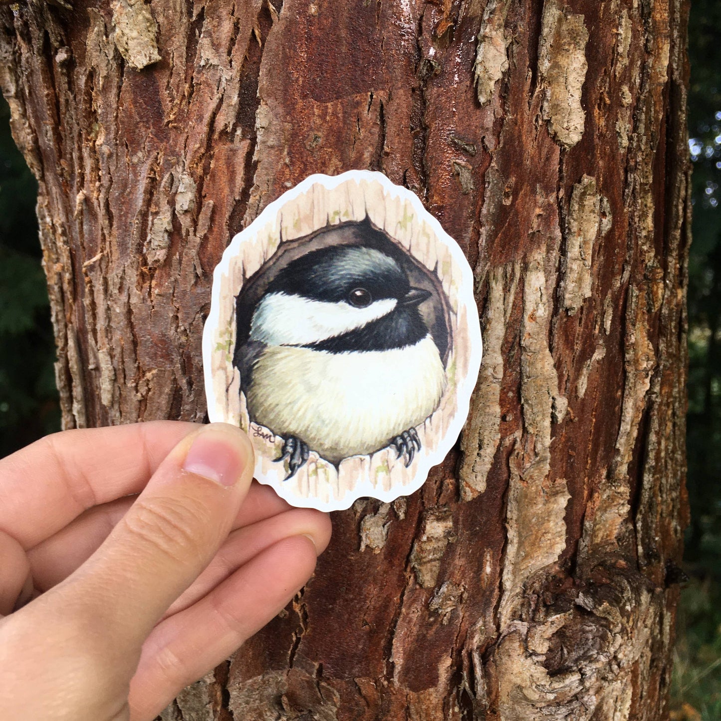 Chickadee in Cavity 3" Vinyl Magnet