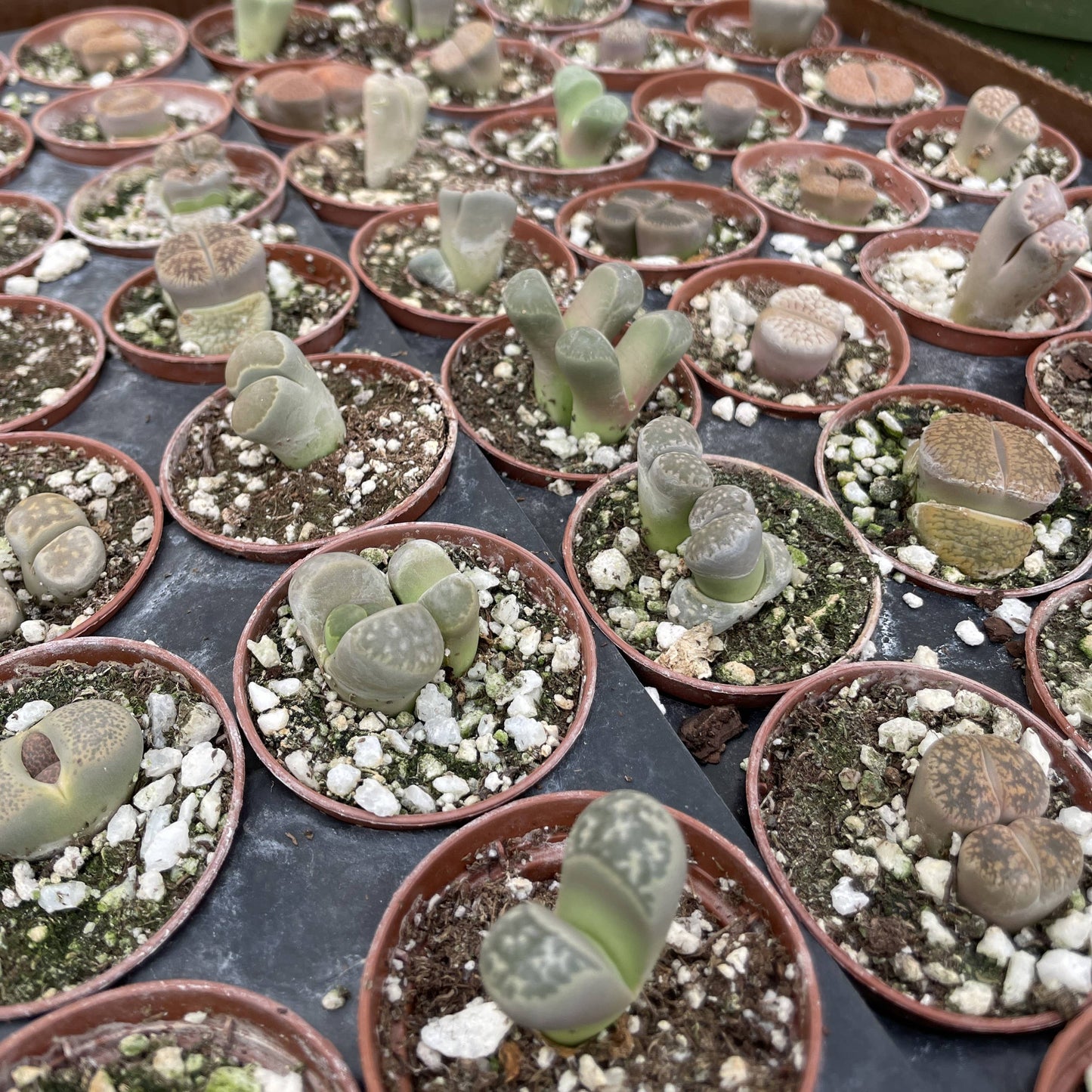Lithops - Living Stone - 2" Live Plant - Assorted