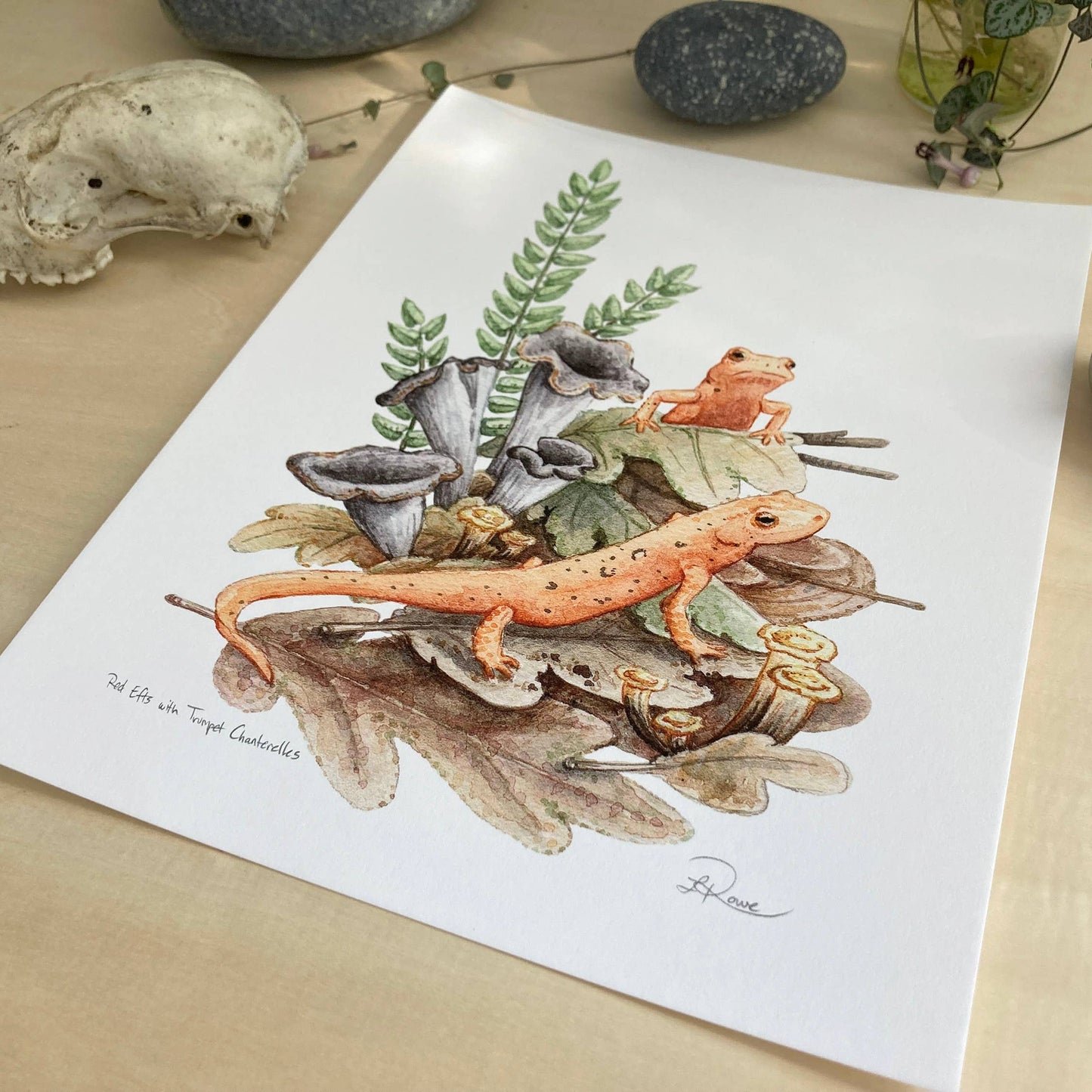 Red Efts with Trumpet Chanterelle Giclee Print
