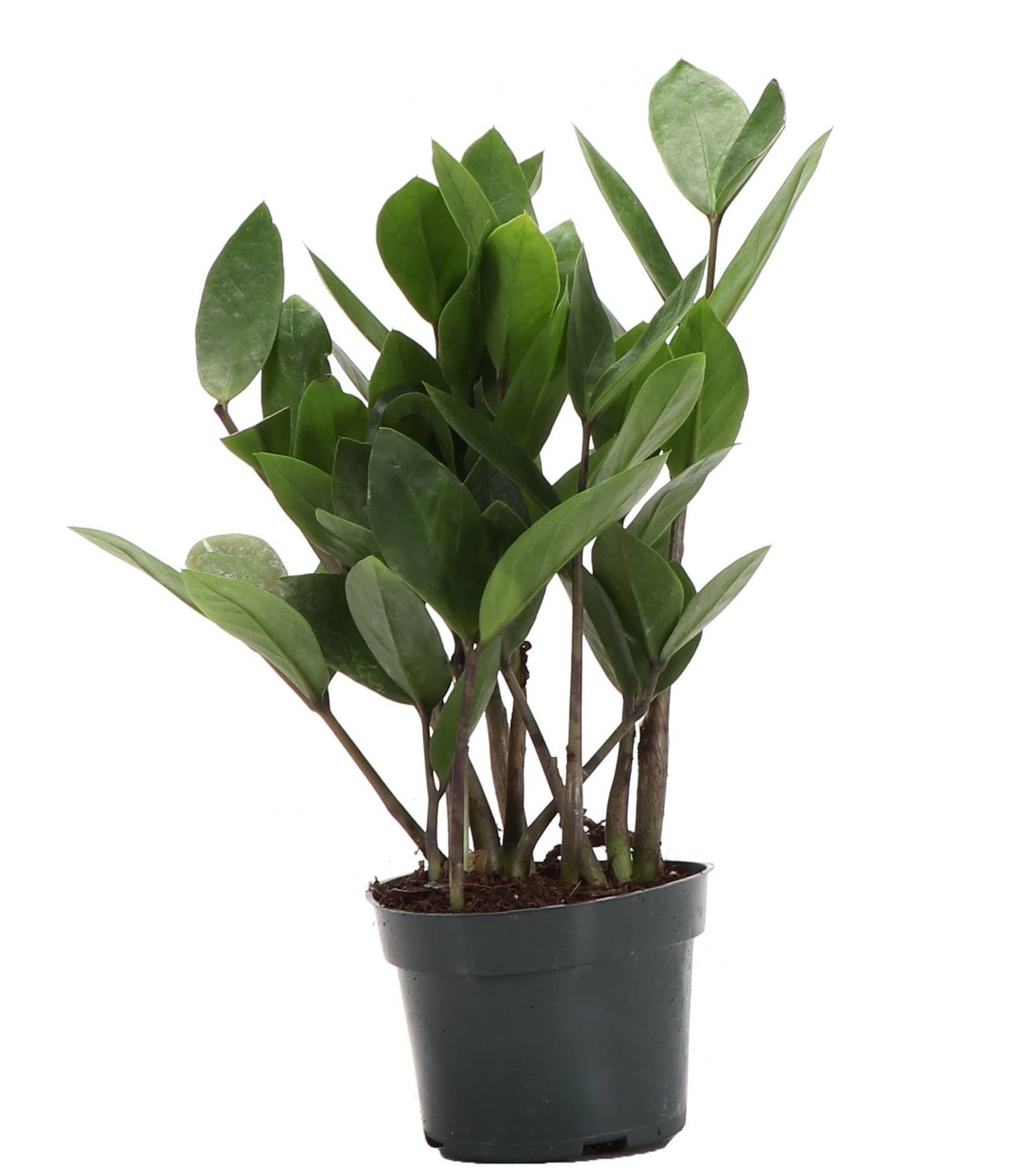 ZZ Plant