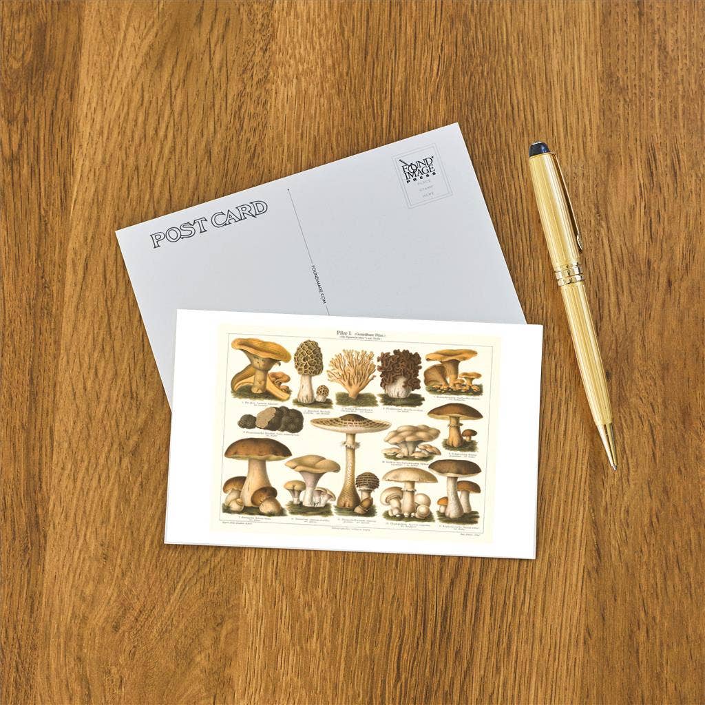 Postcard PL-11 Varieties of Mushroom