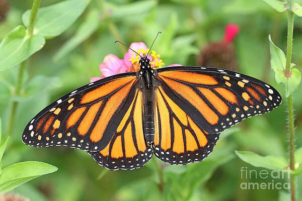 Monarch Butterfly Greeting Card