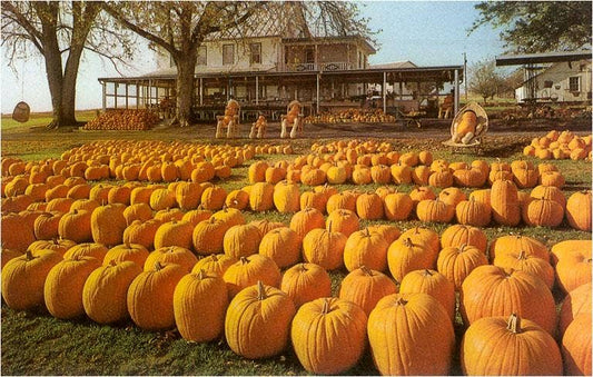 Greeting Card FR-129 Rows of Pumpkins at Homestead