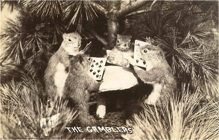 Postcard GB-21 Gambling Squirrels
