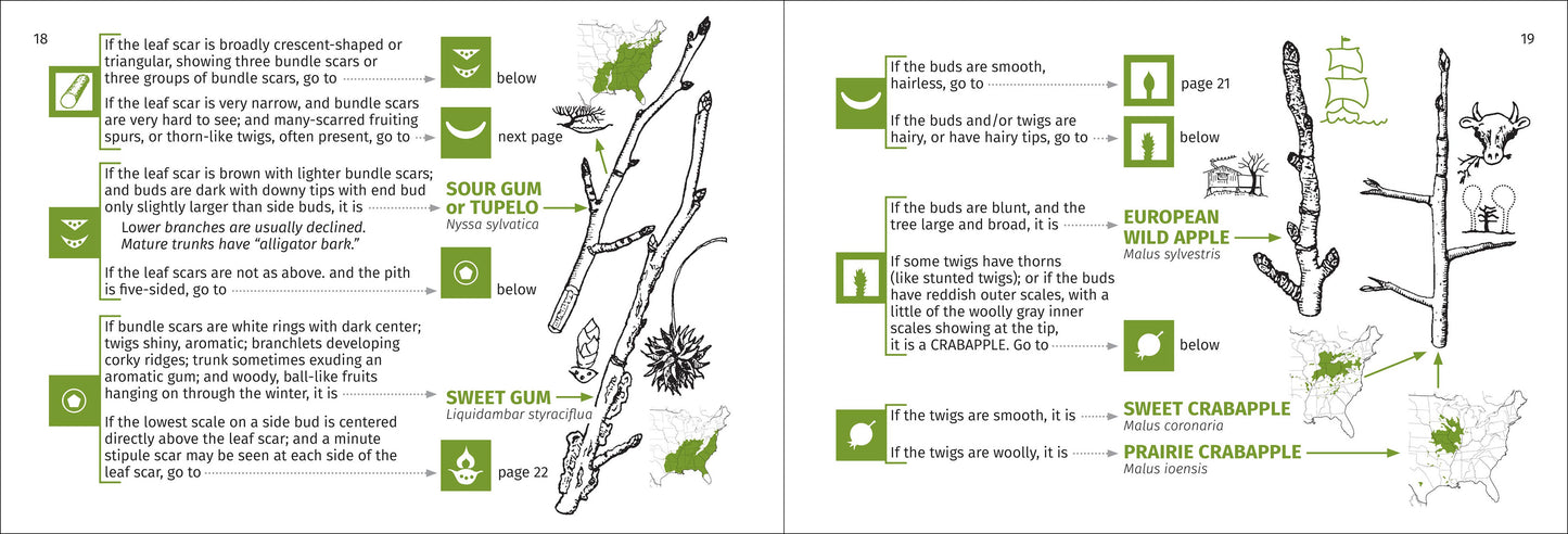 Winter Tree Finder 2nd Edition (Paperback)