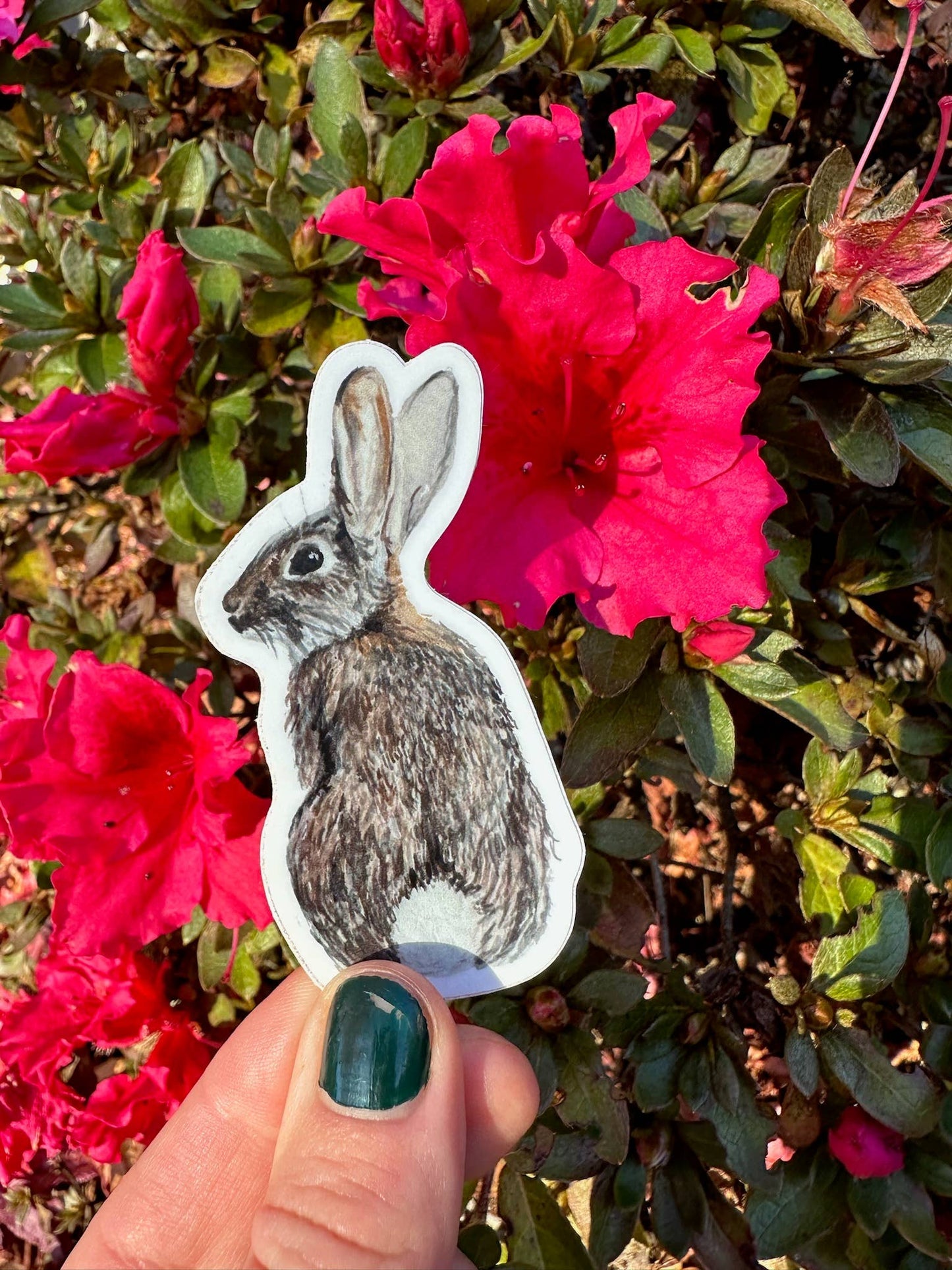 Cottontail Rabbit Sticker