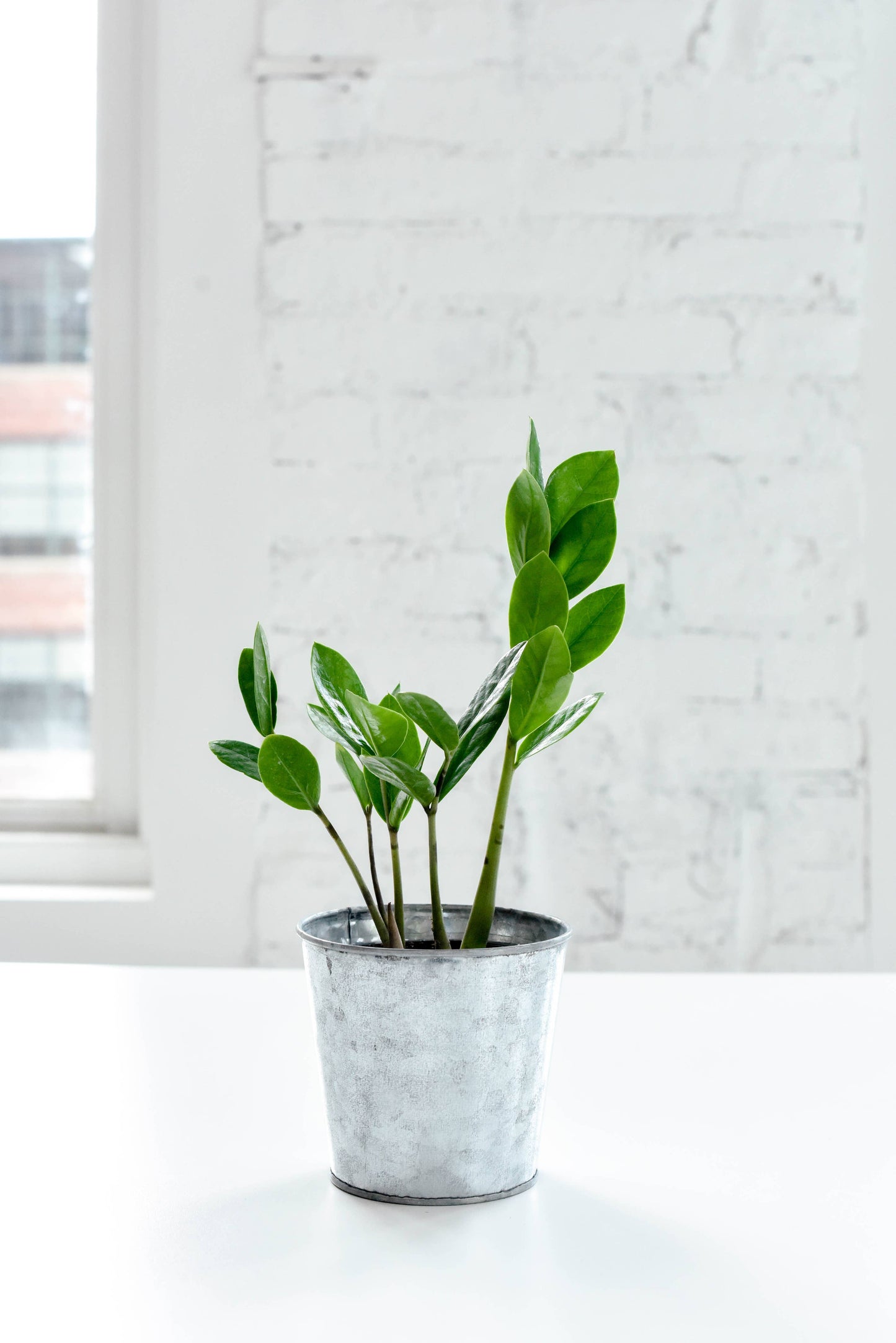 ZZ Plant - Live Plant