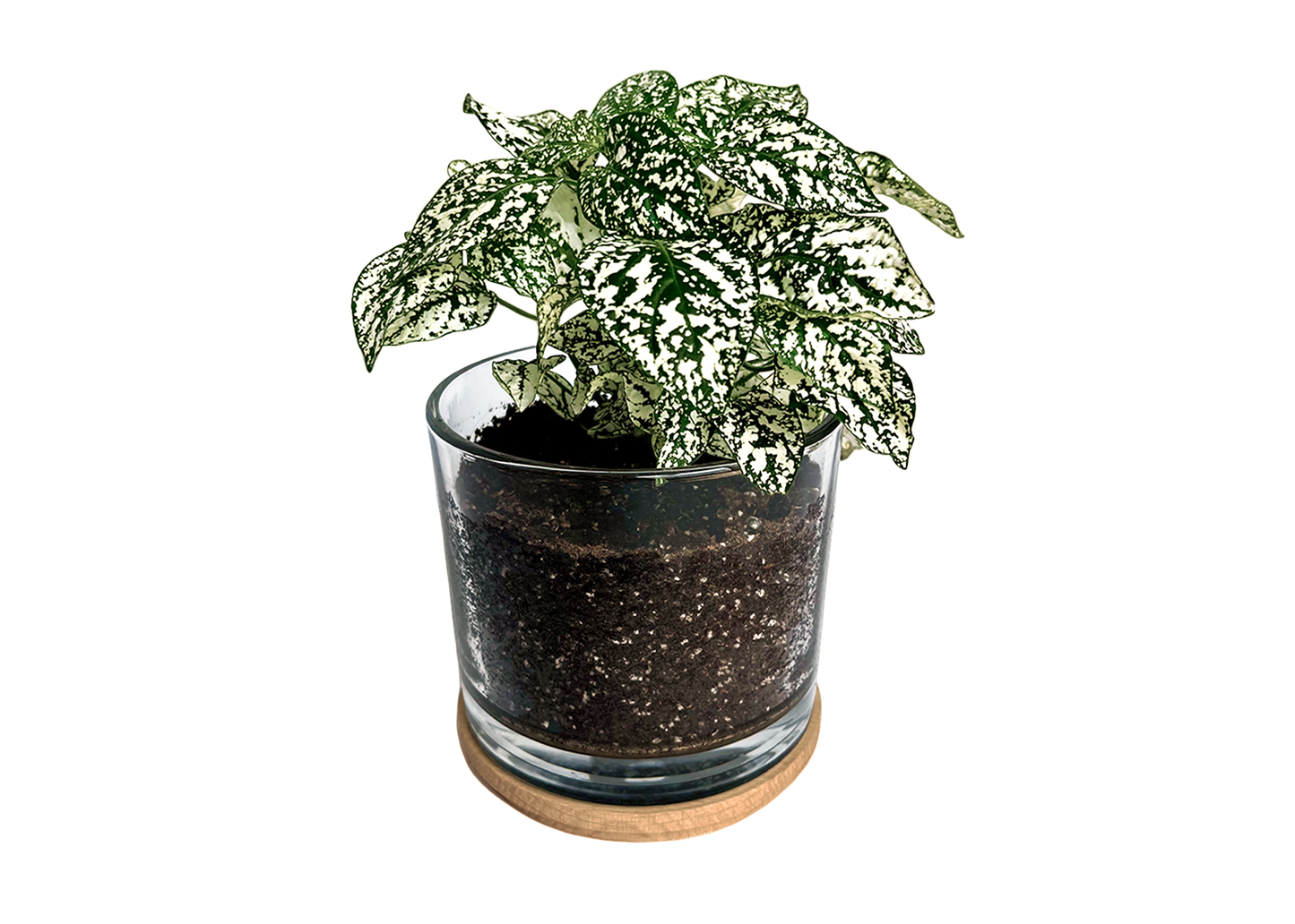 Houseplant Collection | First Snow