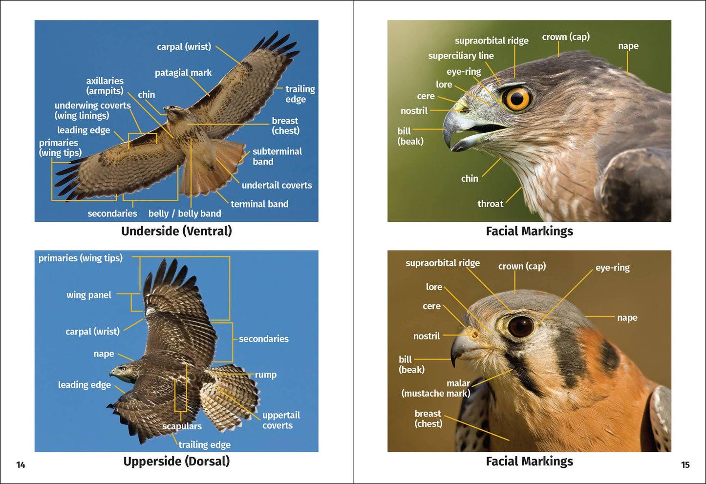 Birds of Prey of the Northeast Field Guide 2nd Edition