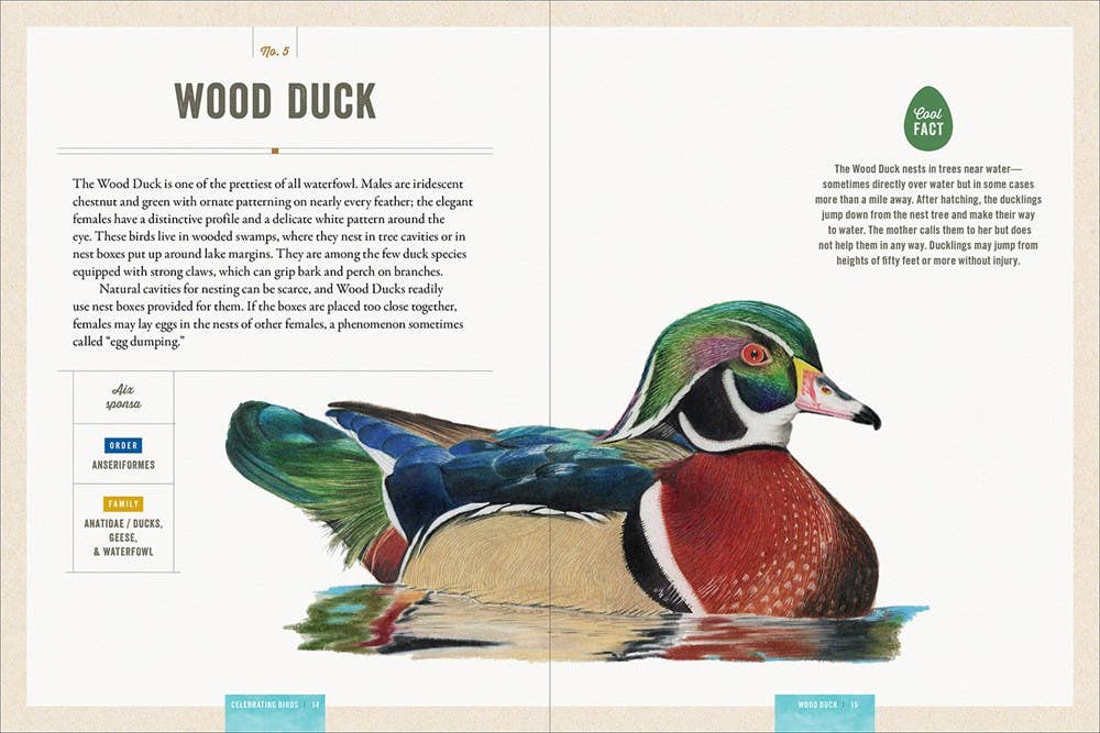 Celebrating Birds : Natalia Rojas