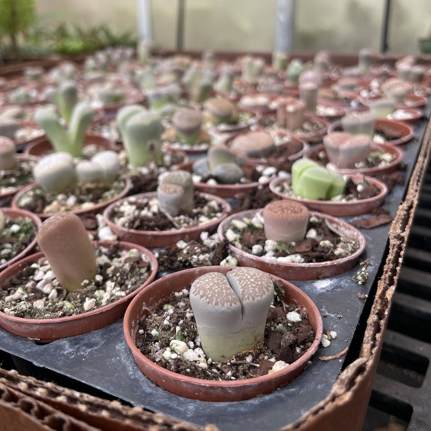 Lithops - Living Stone - 2" Live Plant - Assorted