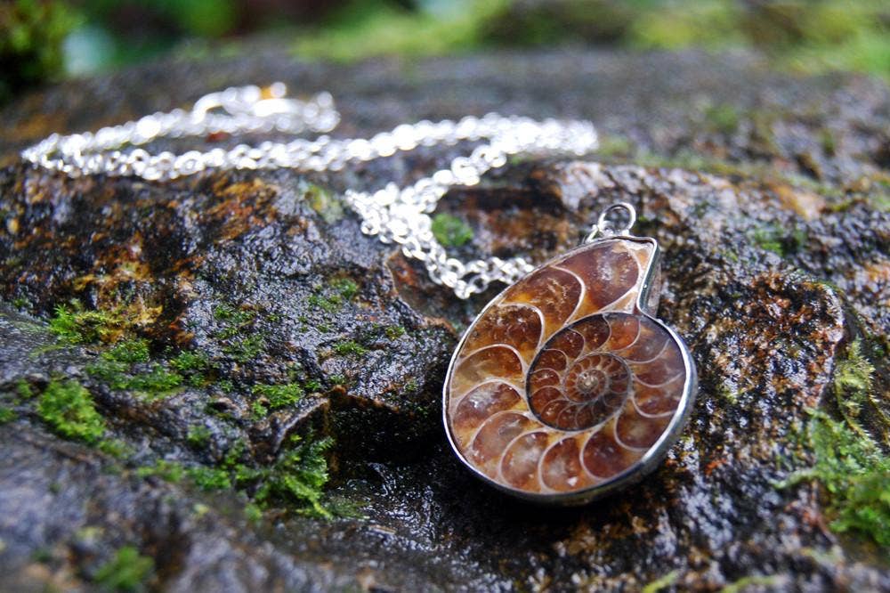 18" Ammonite Fossil Shell Necklace