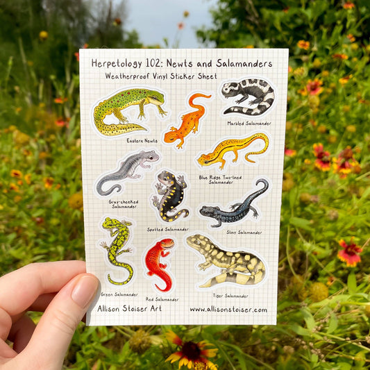 Herpetology 102: Newts and Salamanders Weatherproof Vinyl Sticker Sheet