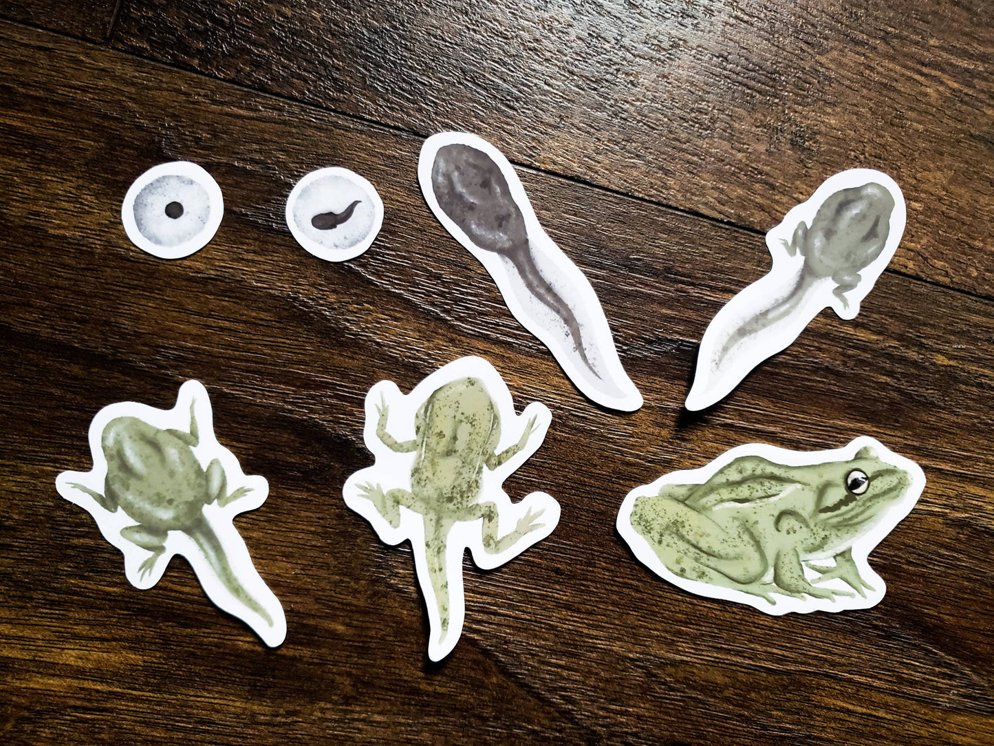 Frog Life Cycle Sticker Pack, Set of 7 Matte Vinyl Stickers