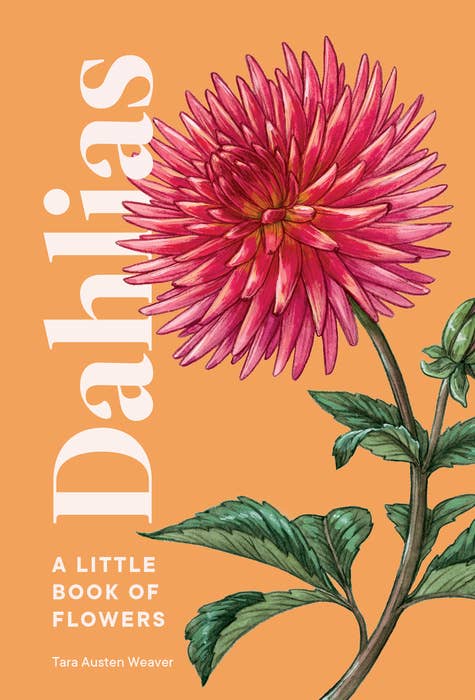 Dahlias by Weaver Short