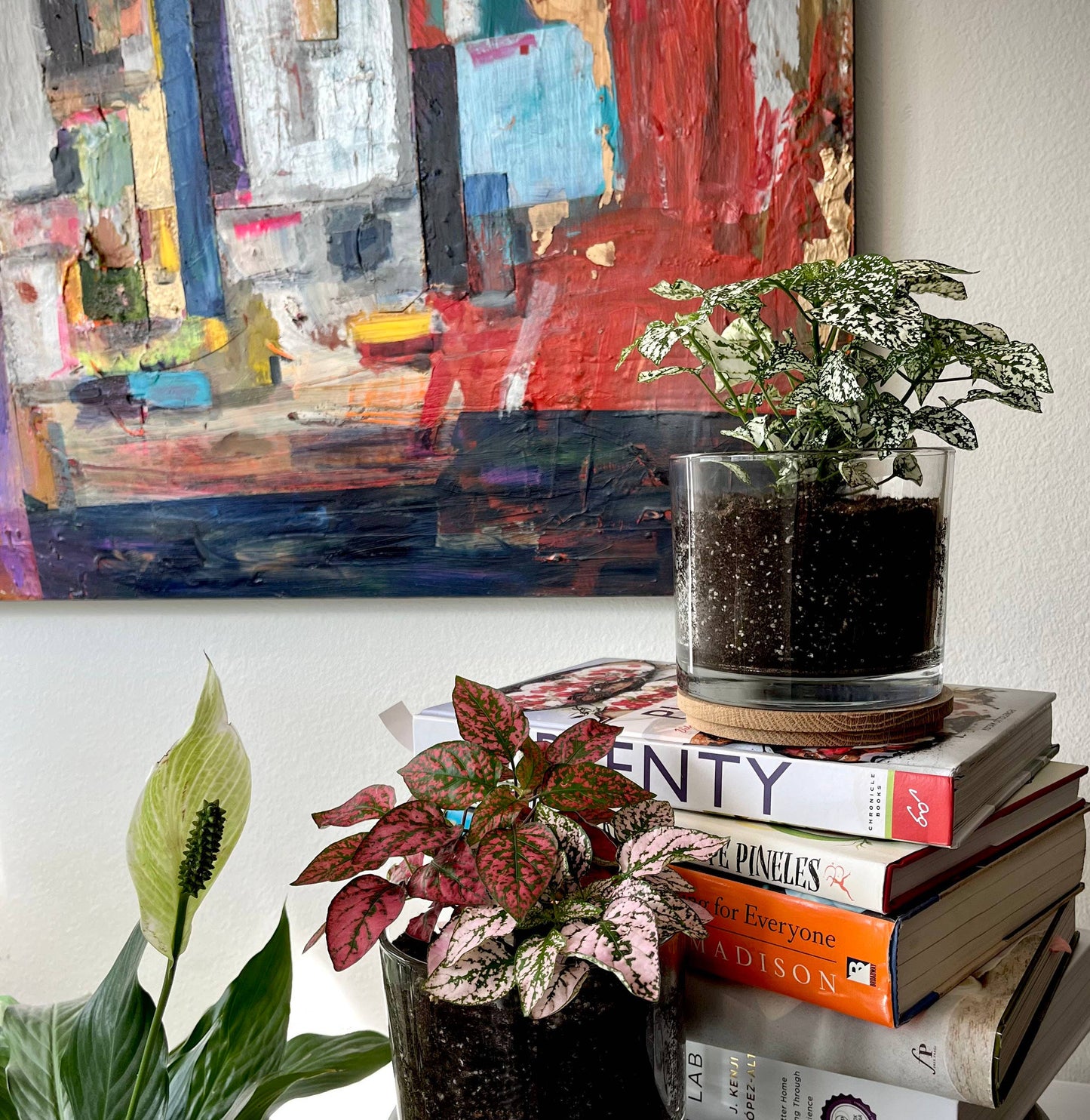 Houseplant Collection | First Snow