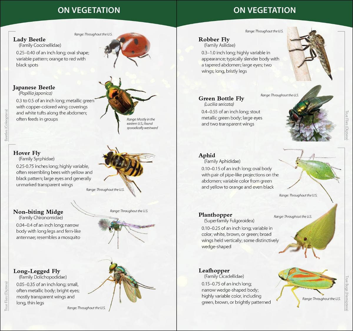 Insects & Bugs of North America Quick Guide