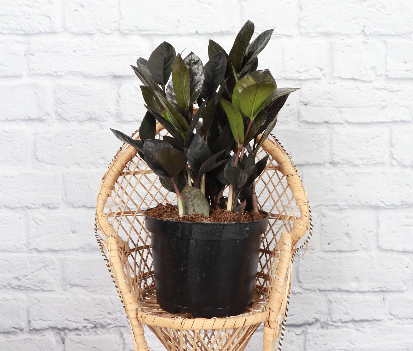 Black Raven ZZ Plant - 6" Live Plant
