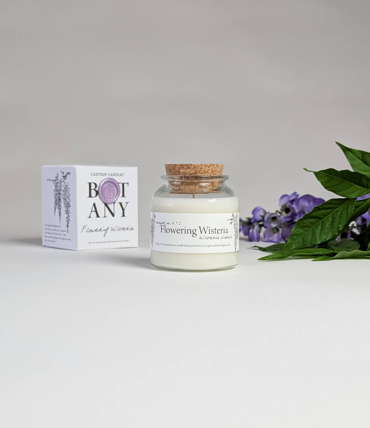 Botany ~ Flowering Wisteria