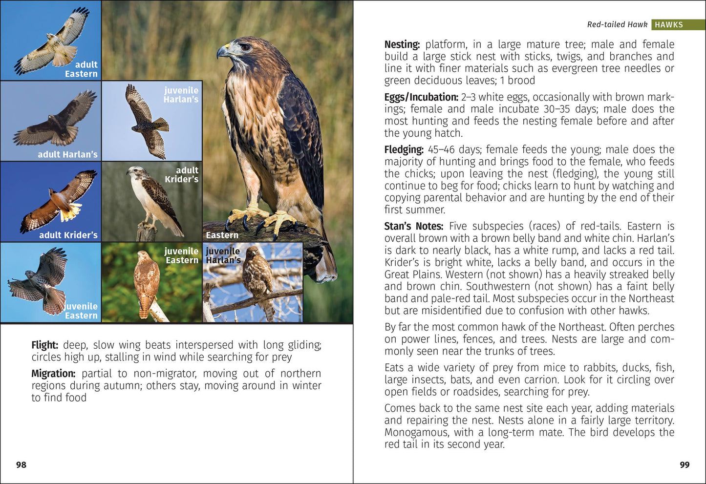Birds of Prey of the Northeast Field Guide 2nd Edition