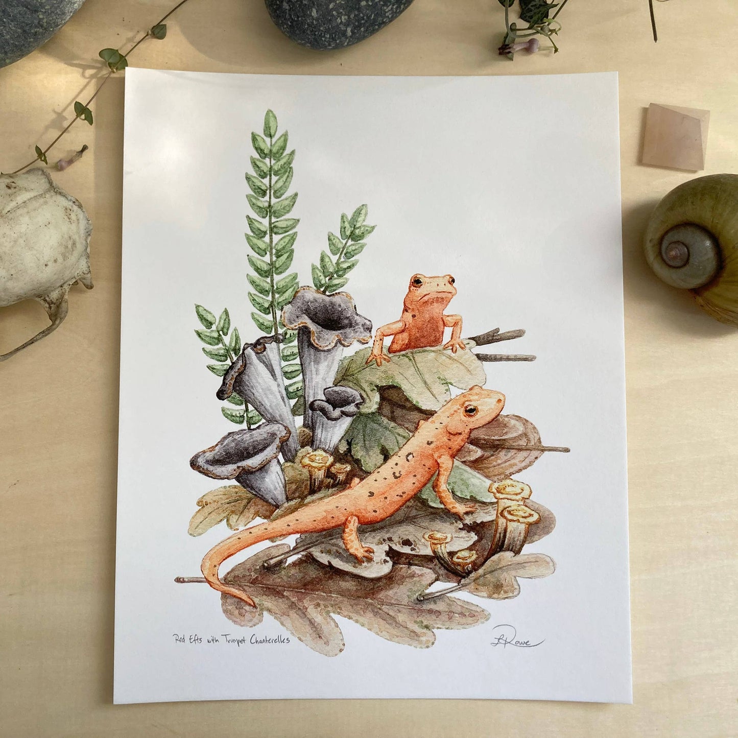 Red Efts with Trumpet Chanterelle Giclee Print