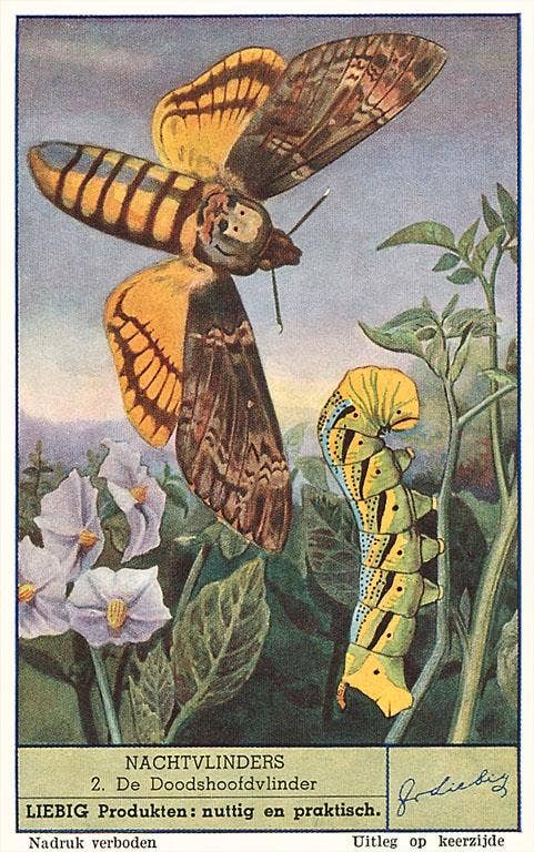 Postcard IS-71 Moth and Caterpillar