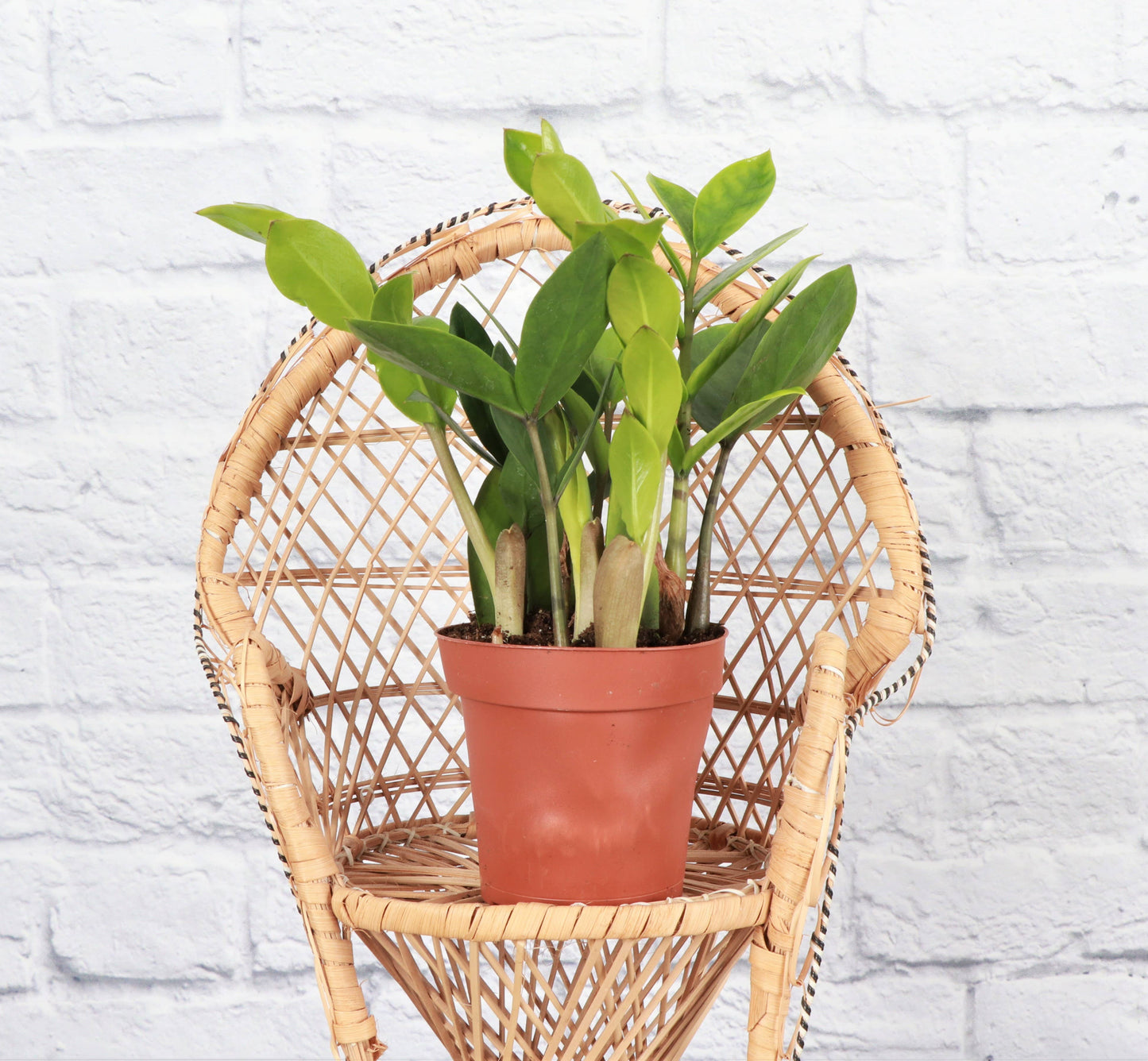 ZZ Plant - Live Plant