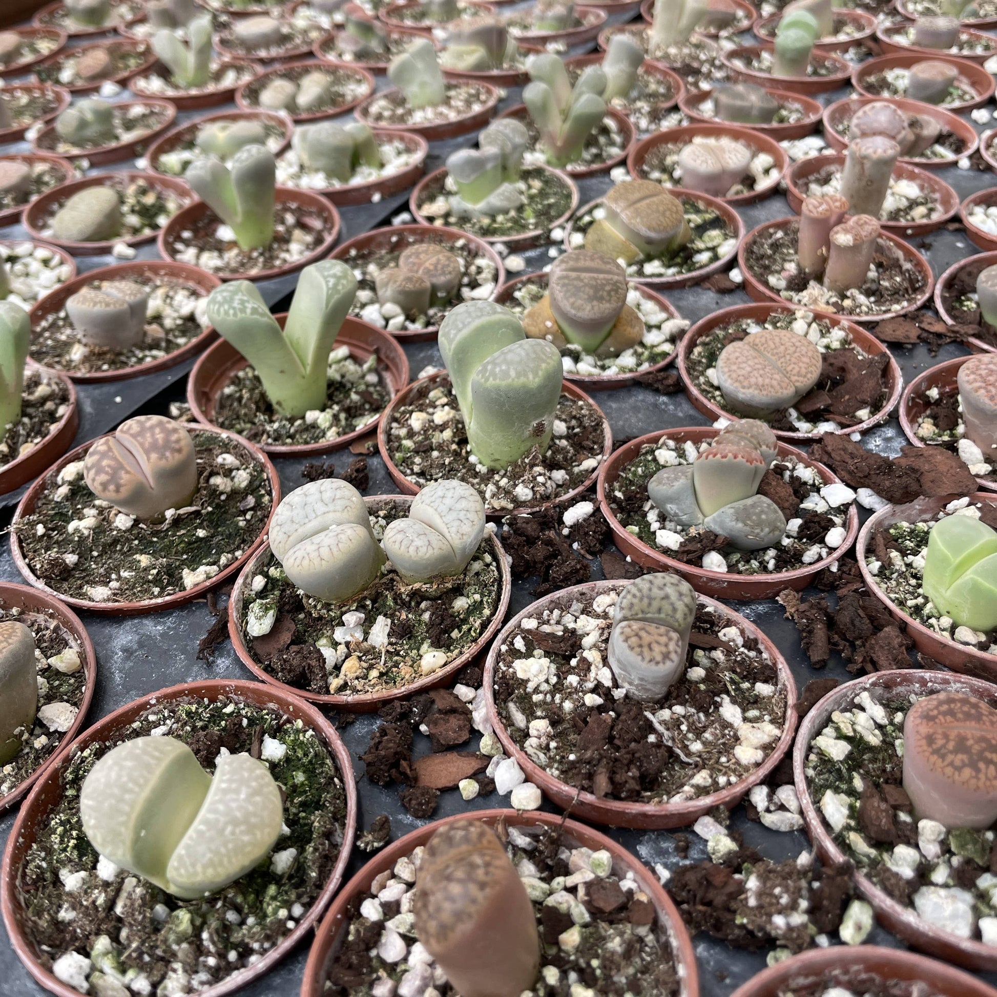 living stone succulent plant Lithops - Living Stone - 2" Live Plant