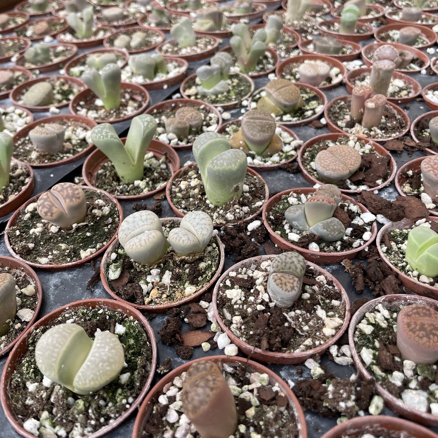 Lithops - Living Stone - 2" Live Plant - Assorted