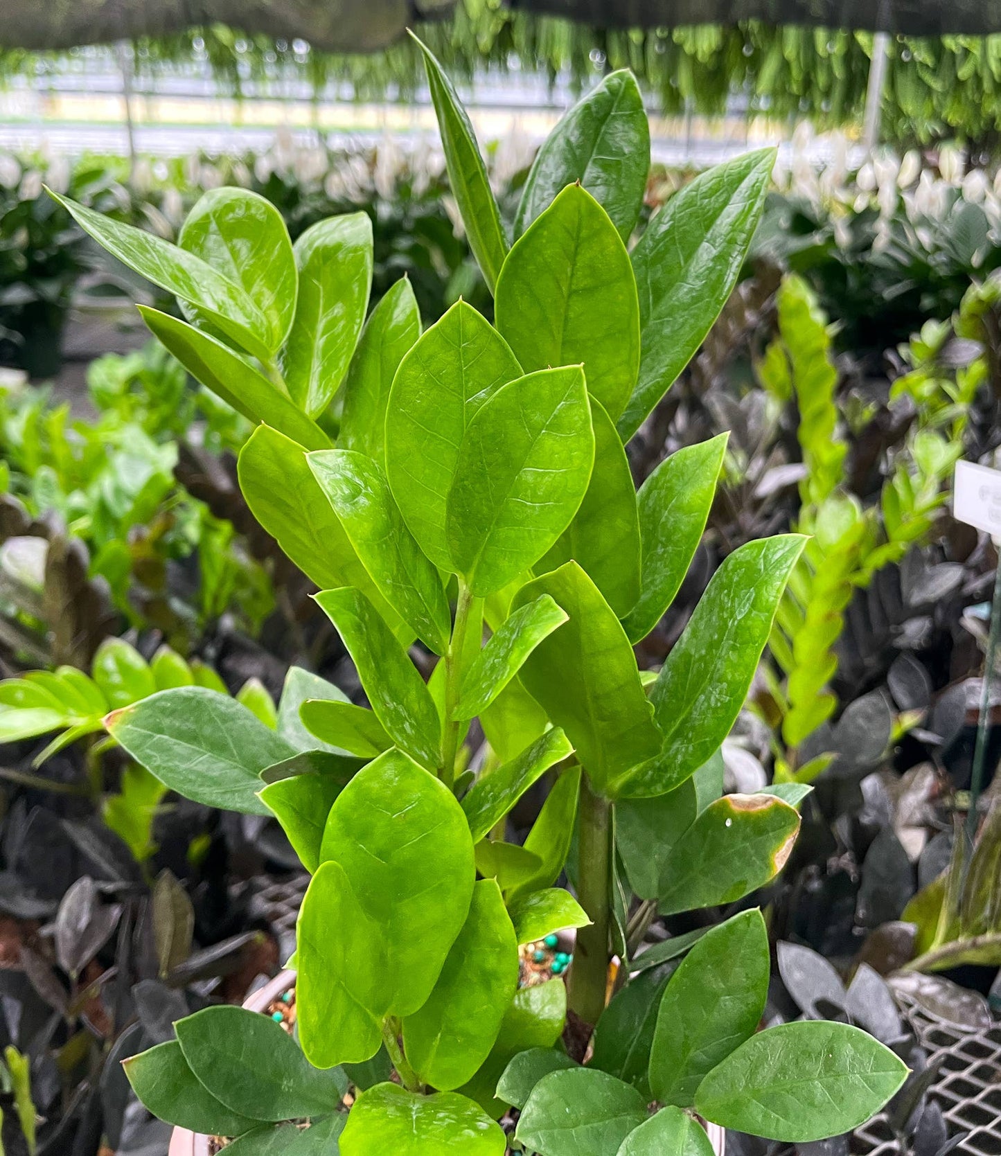 ZZ Plant - Live Plant