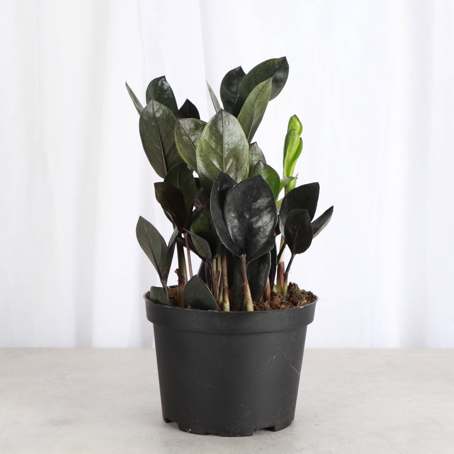 Black Raven ZZ Plant - 6" Live Plant