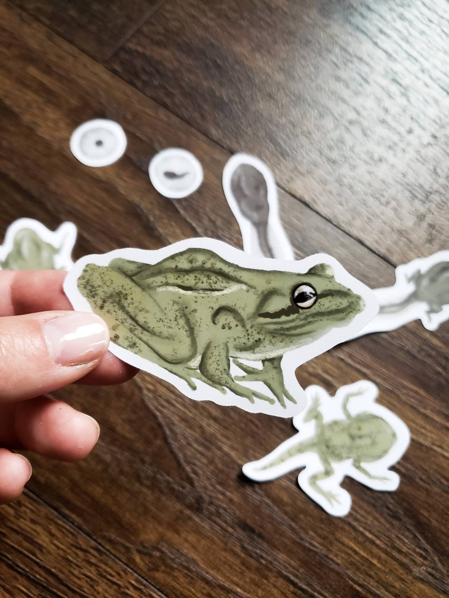 Frog Life Cycle Sticker Pack, Set of 7 Matte Vinyl Stickers