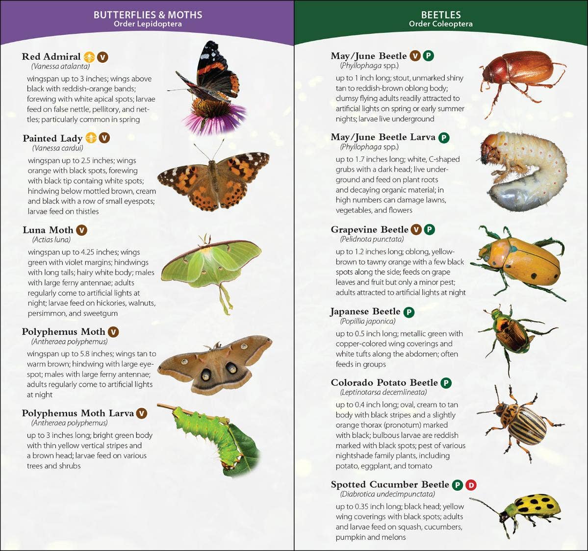 Garden Bugs & Insects of the Northeast
