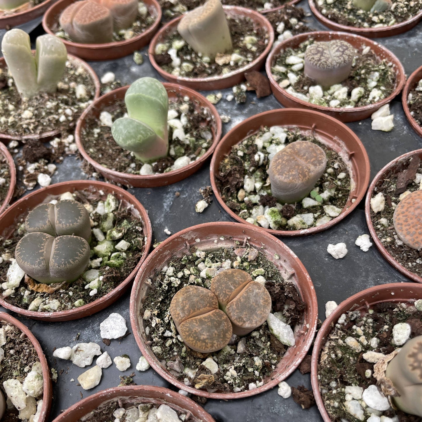 Lithops - Living Stone - 2" Live Plant - Assorted