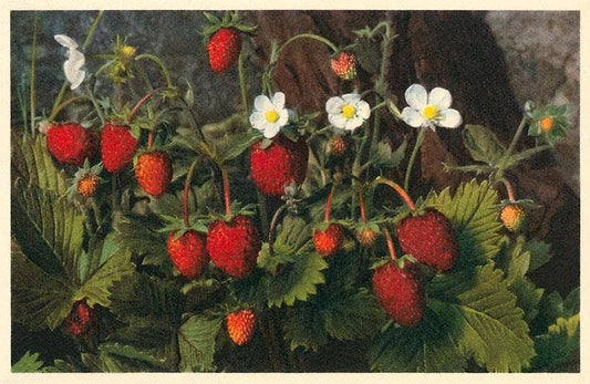 Postcard FR-159 Strawberry Plant