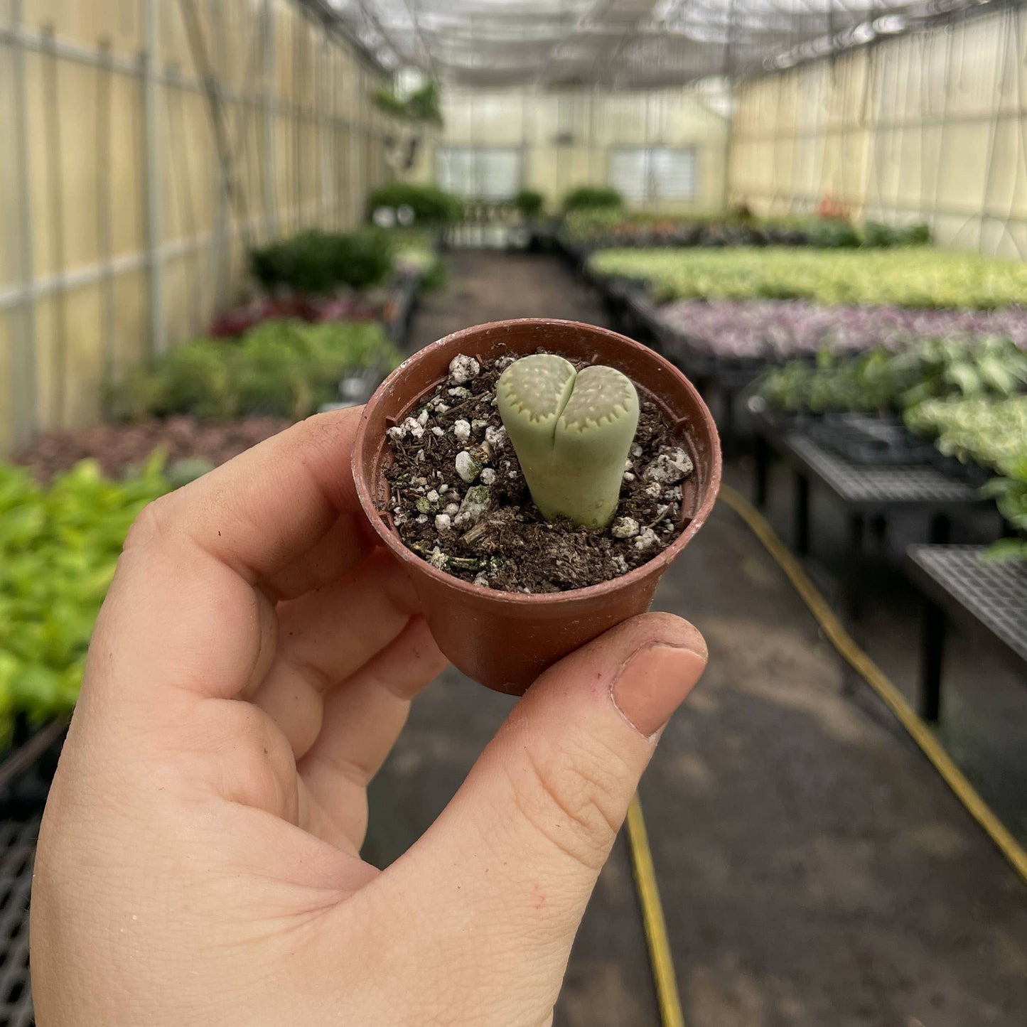Lithops - Living Stone - 2" Live Plant - Assorted